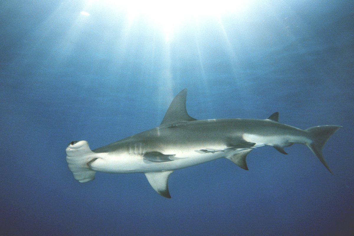 Акула-молот (Sphyrna Zygaena)