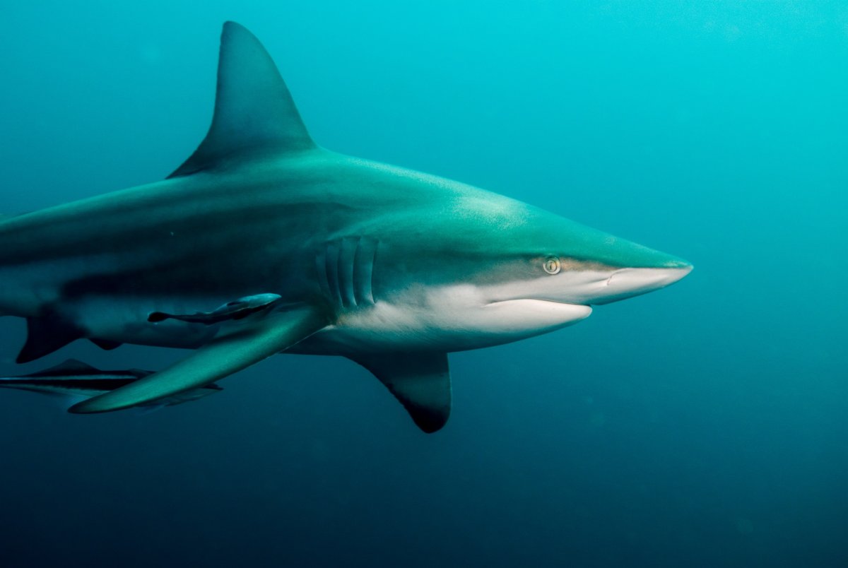 Австралийской чернопёрой акулы