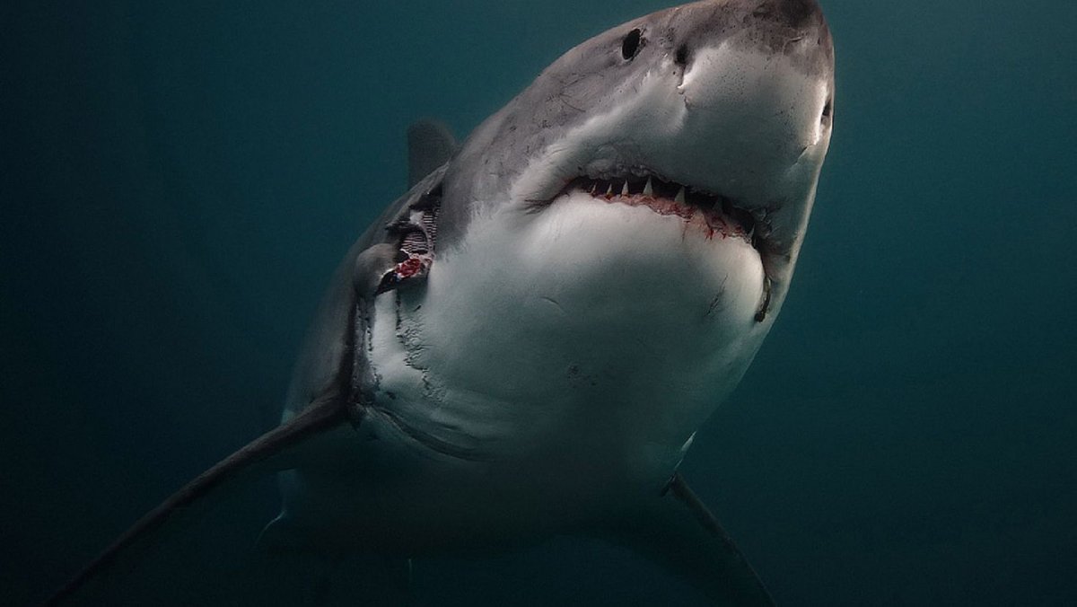 Акула молот МЕГАЛОДОН