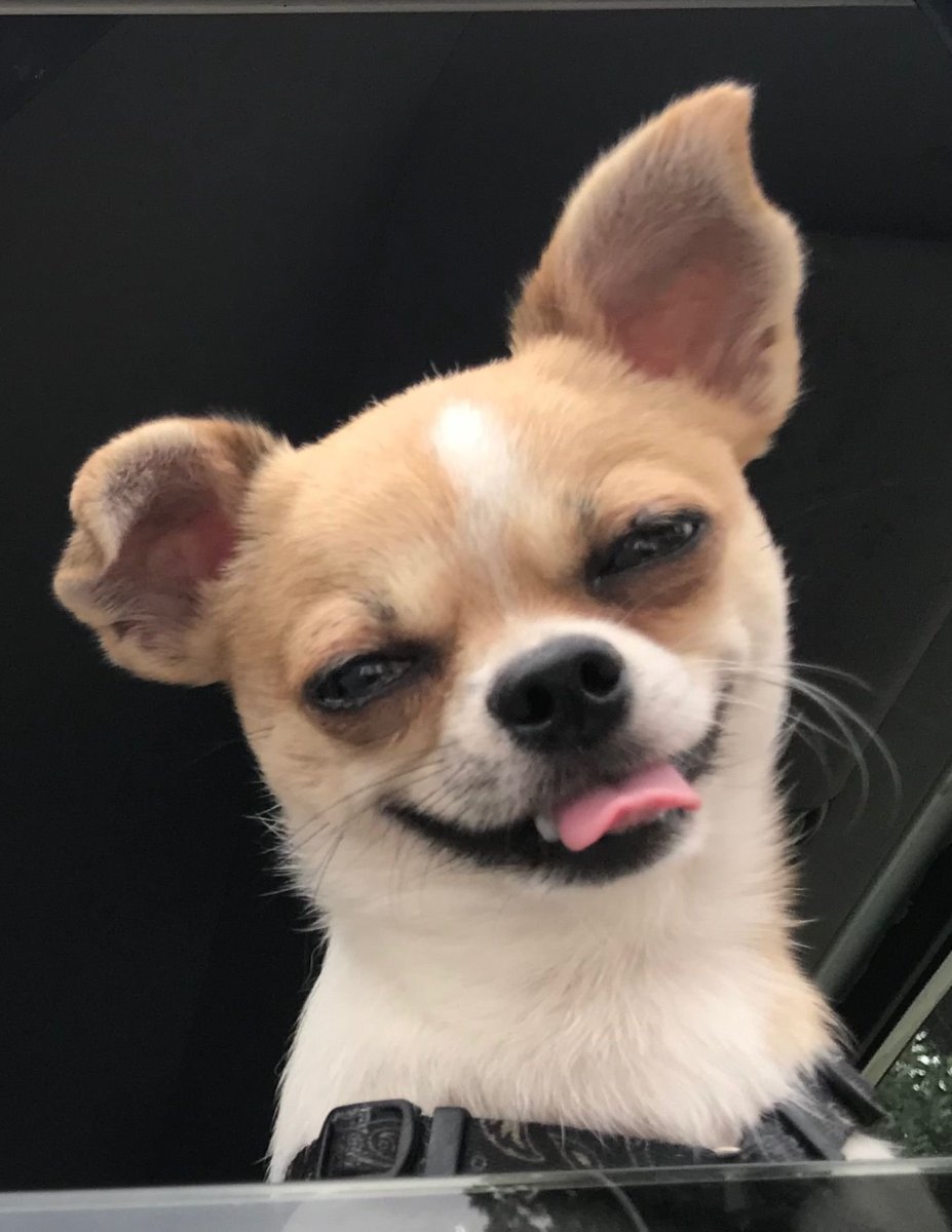 Злая чихуахуа