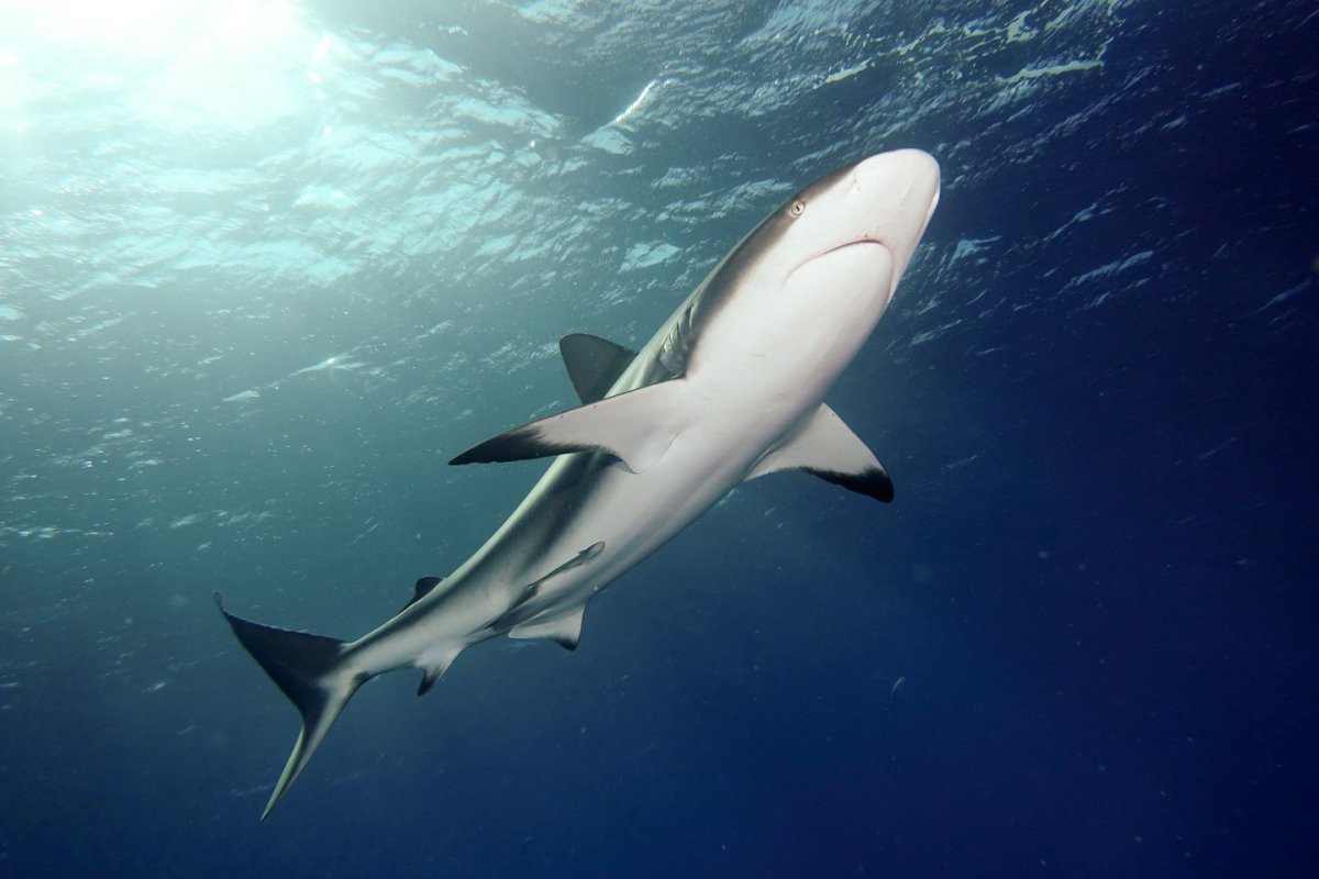 Карибская рифовая акула