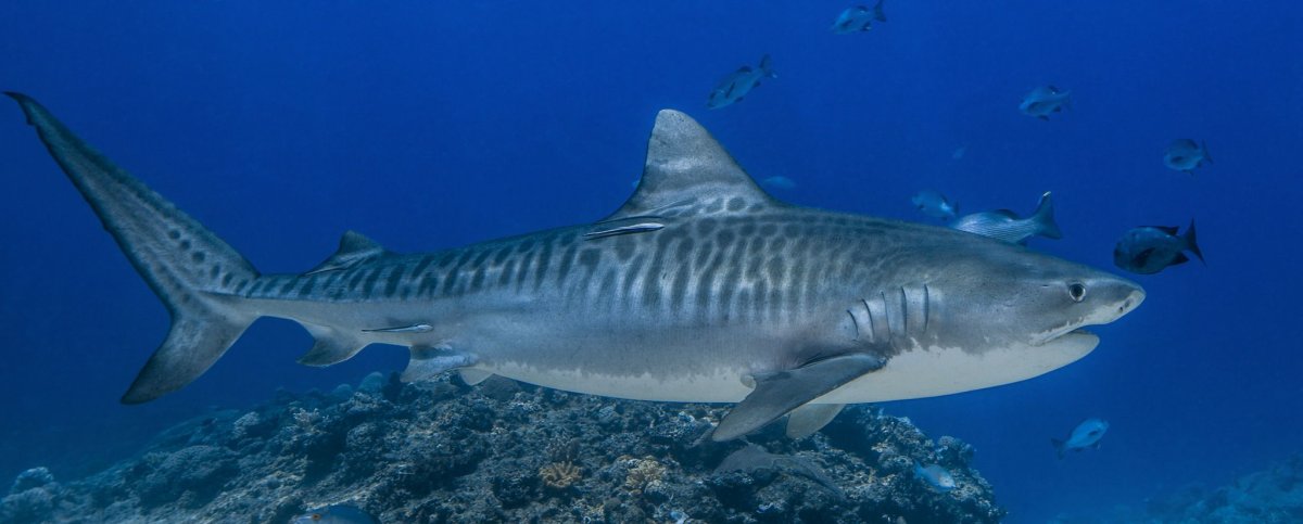 Хрящевые рыбы акула тигровая