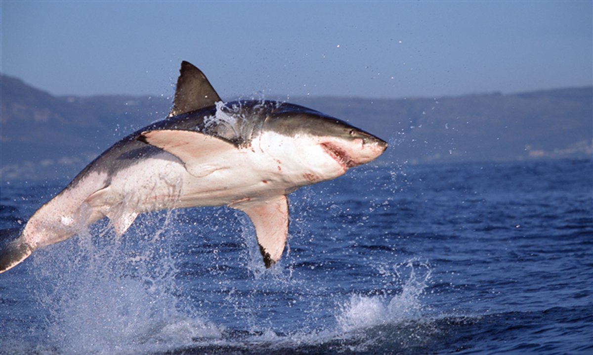 Акула в прыжке