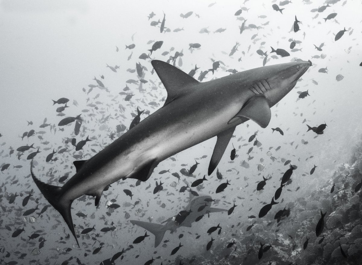 Серая акула