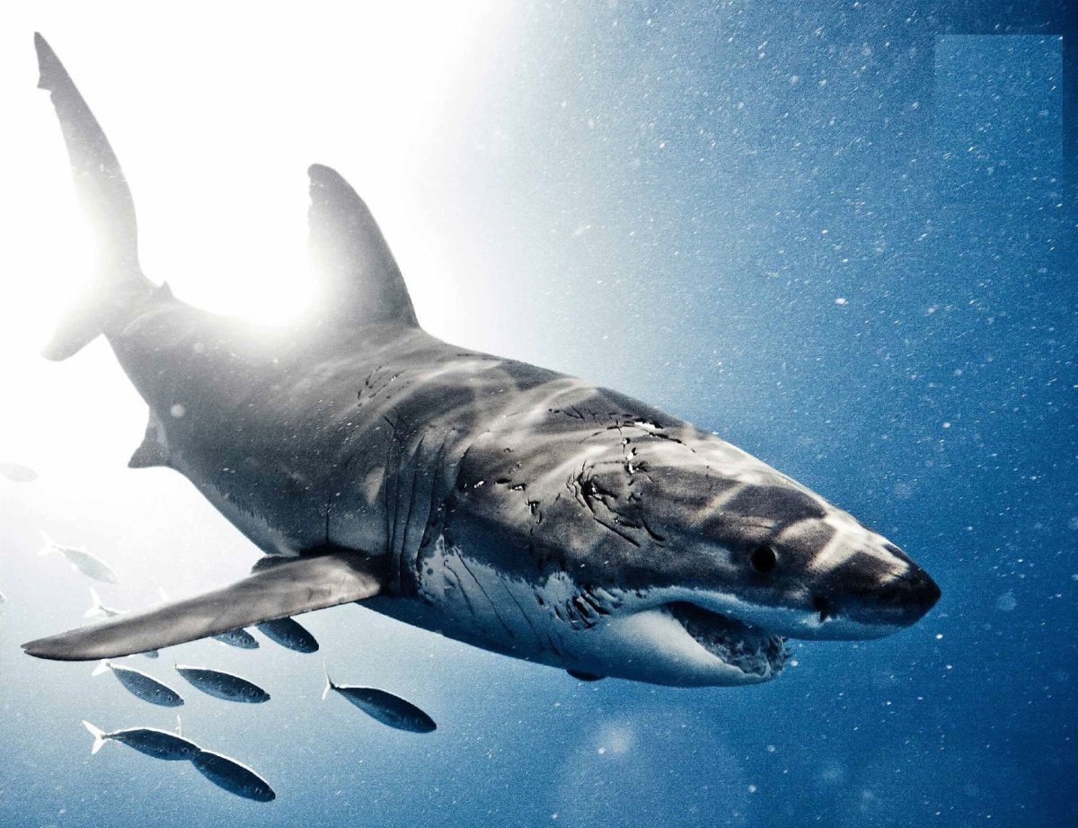 Белая акула под водой
