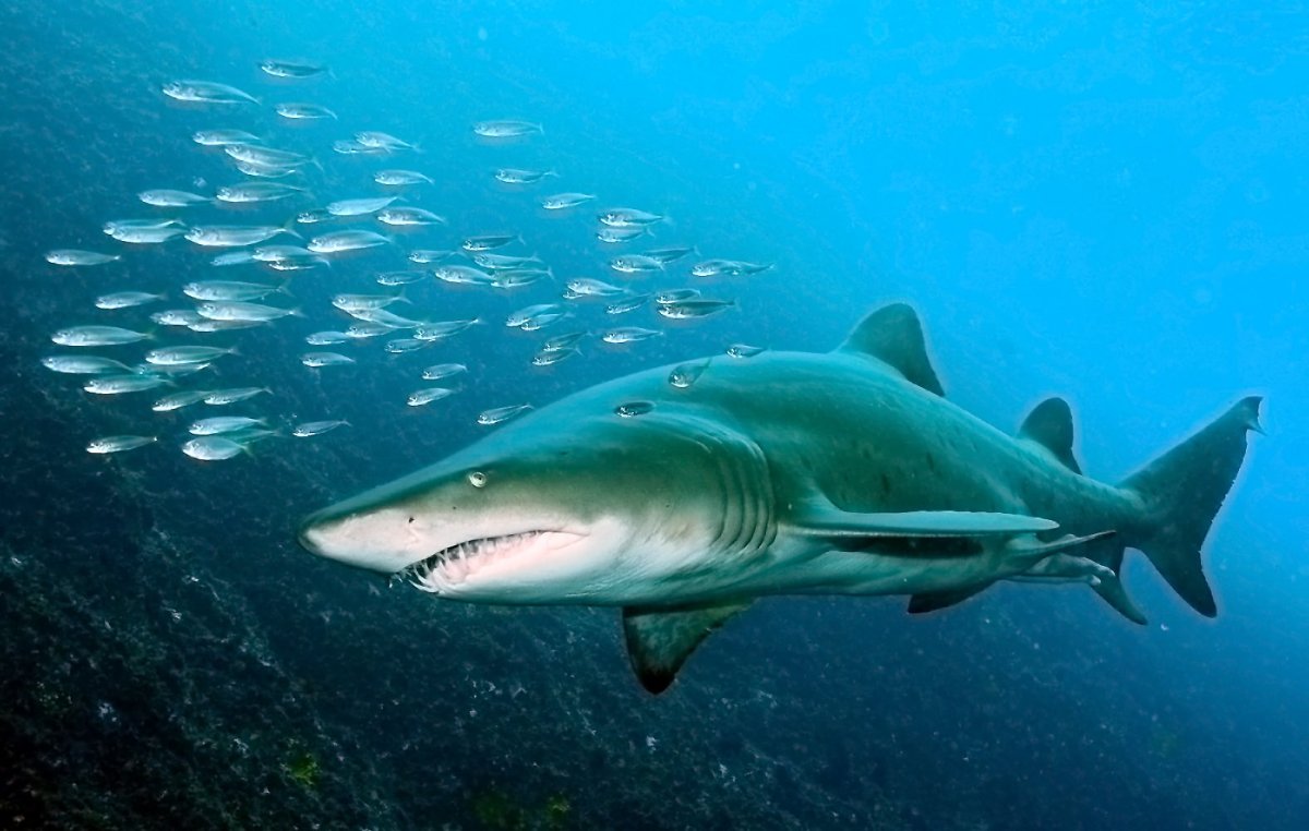 Белоперая рифовая акула