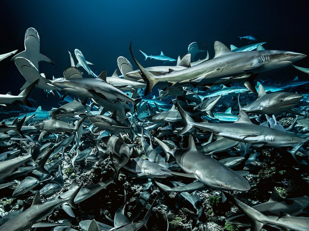 Необыкновенные акулы