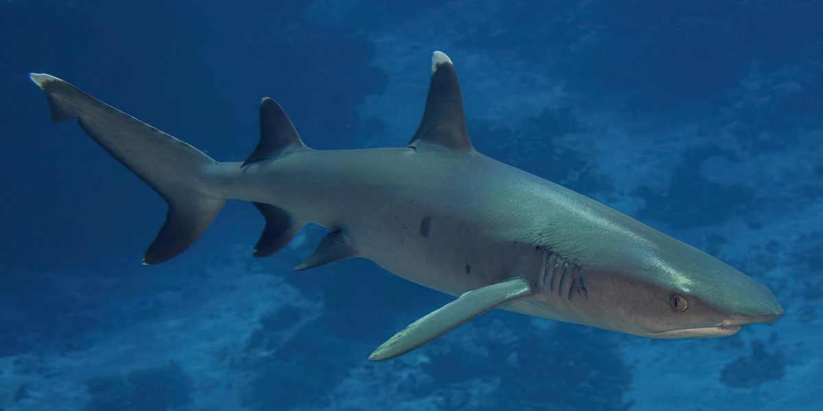 Белоплавниковая рифовая акула
