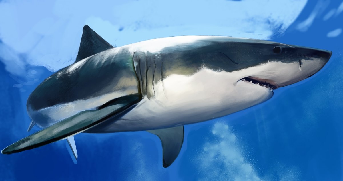 Белокрылая акула