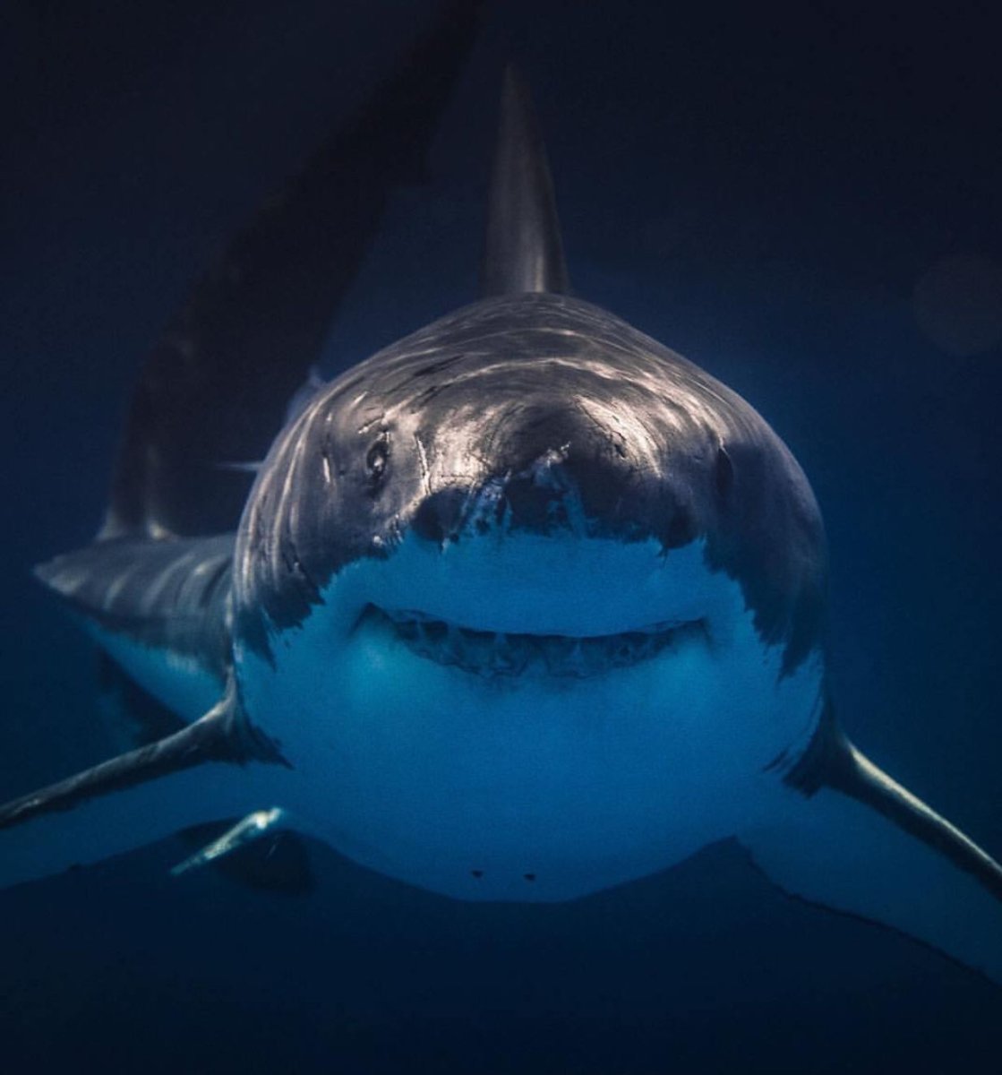 МЕГАЛОДОН фильм 2002 акула