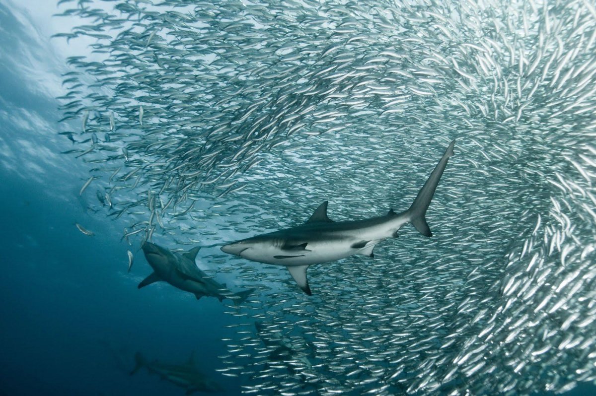 Стая сардин