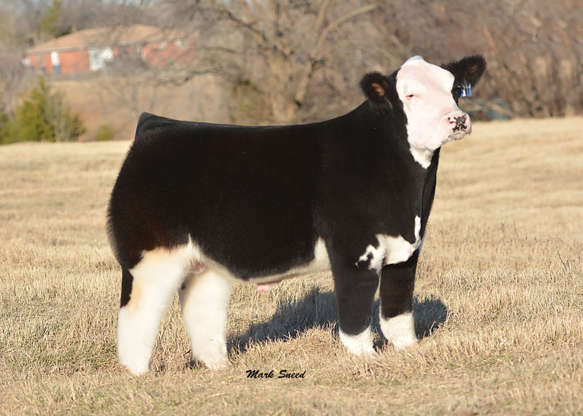 Шотландские коровы хайленд