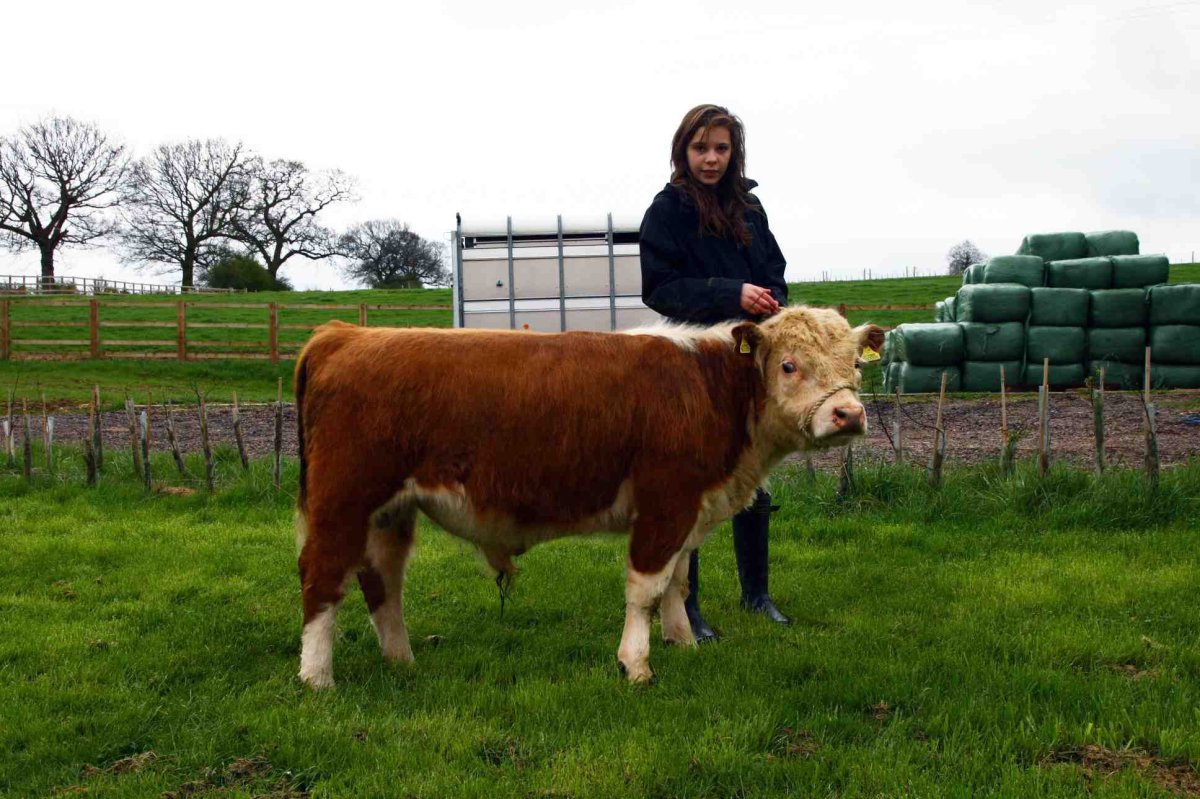 Мини корова зебу