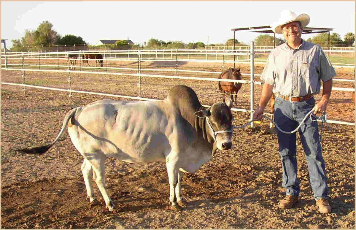 Микро корова