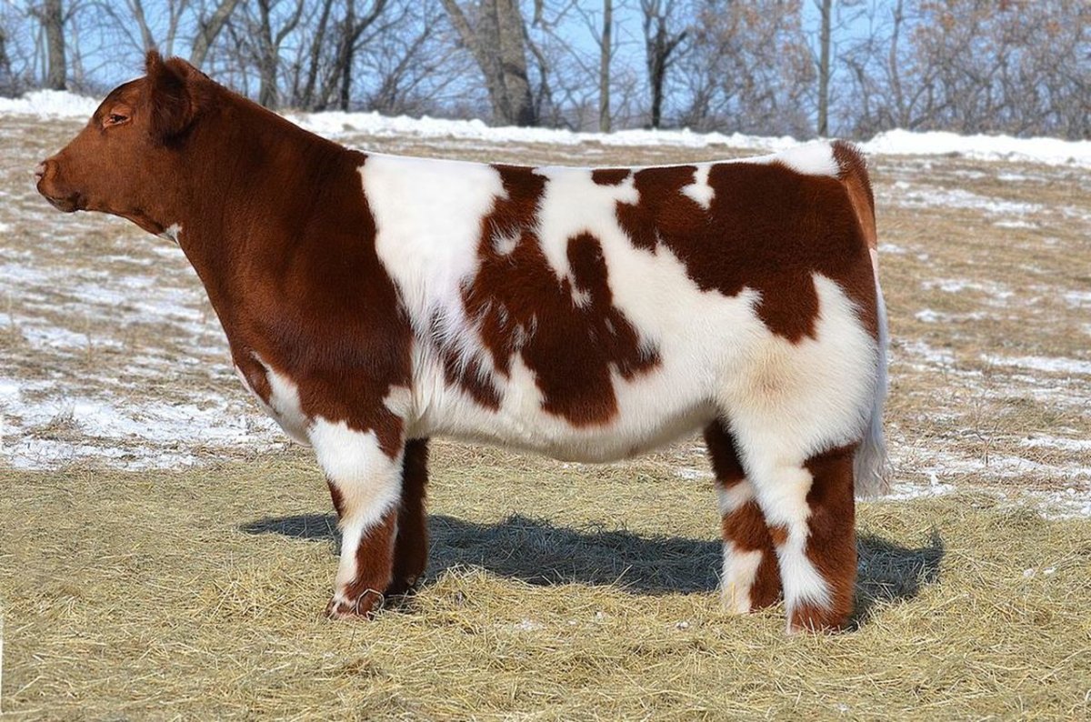 Средняя азиатский порода корова