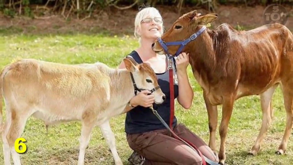 Карликовые породы коров Декстер