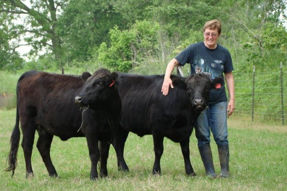 Мини корова