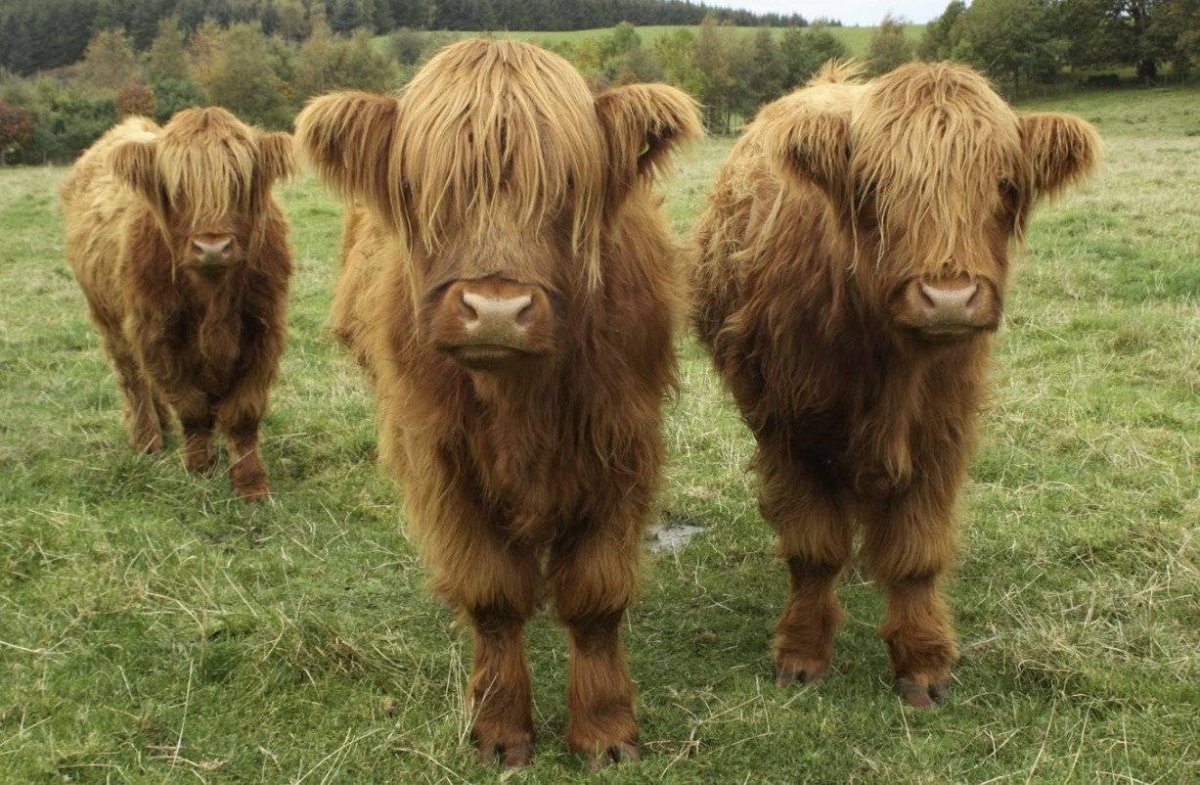 Коровы породы Декстер