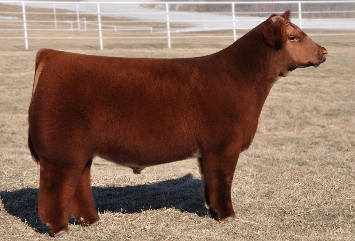 Порода Айова теленок