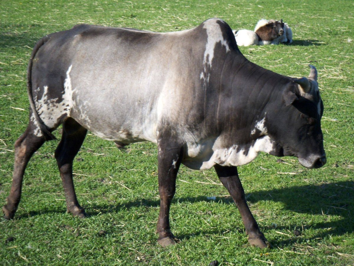 Самая маленькая корова в мире