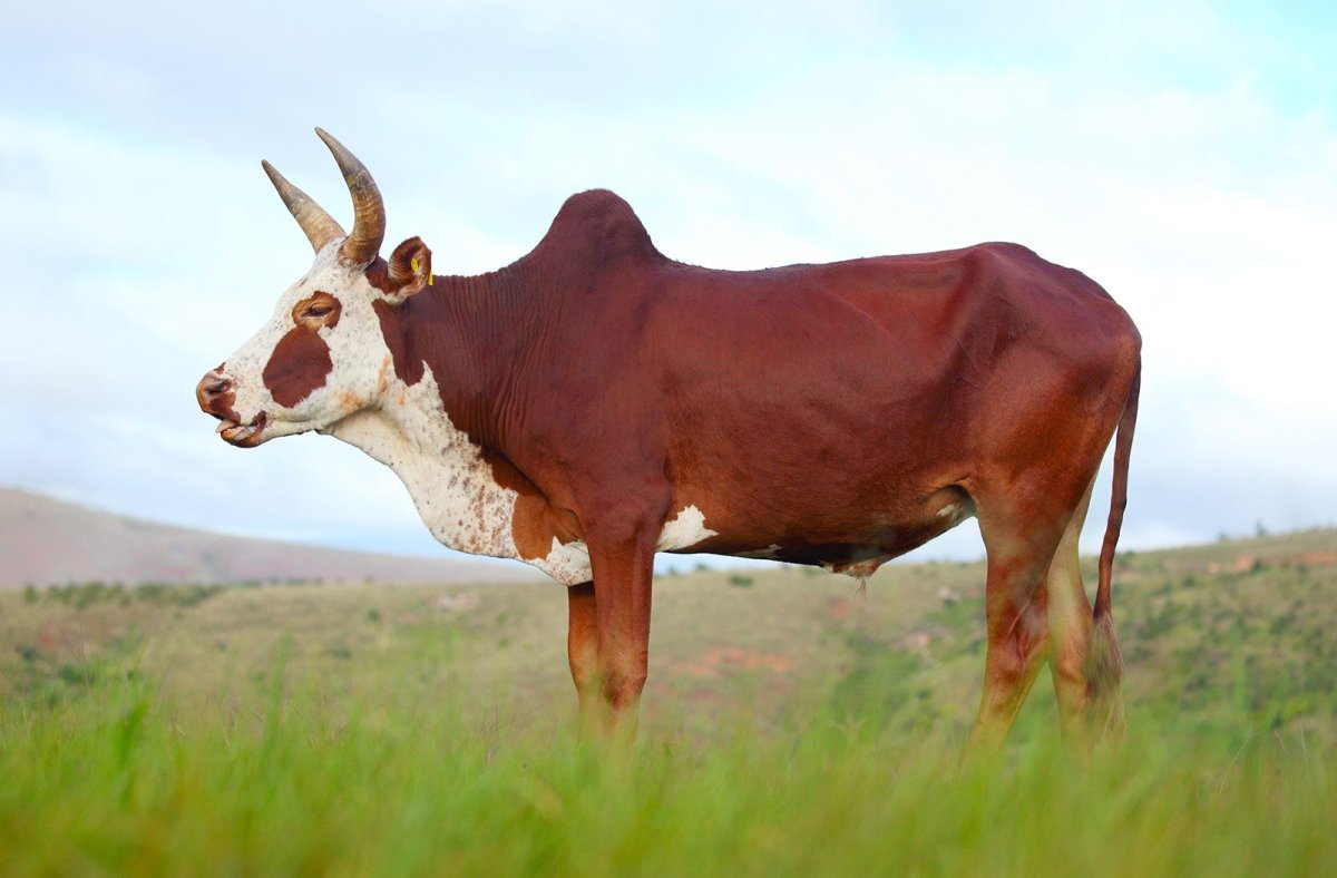 Мини корова зебу