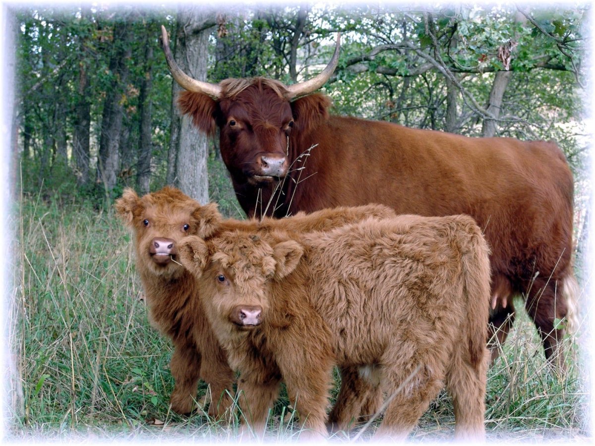 Шотландский высокогорный теленок
