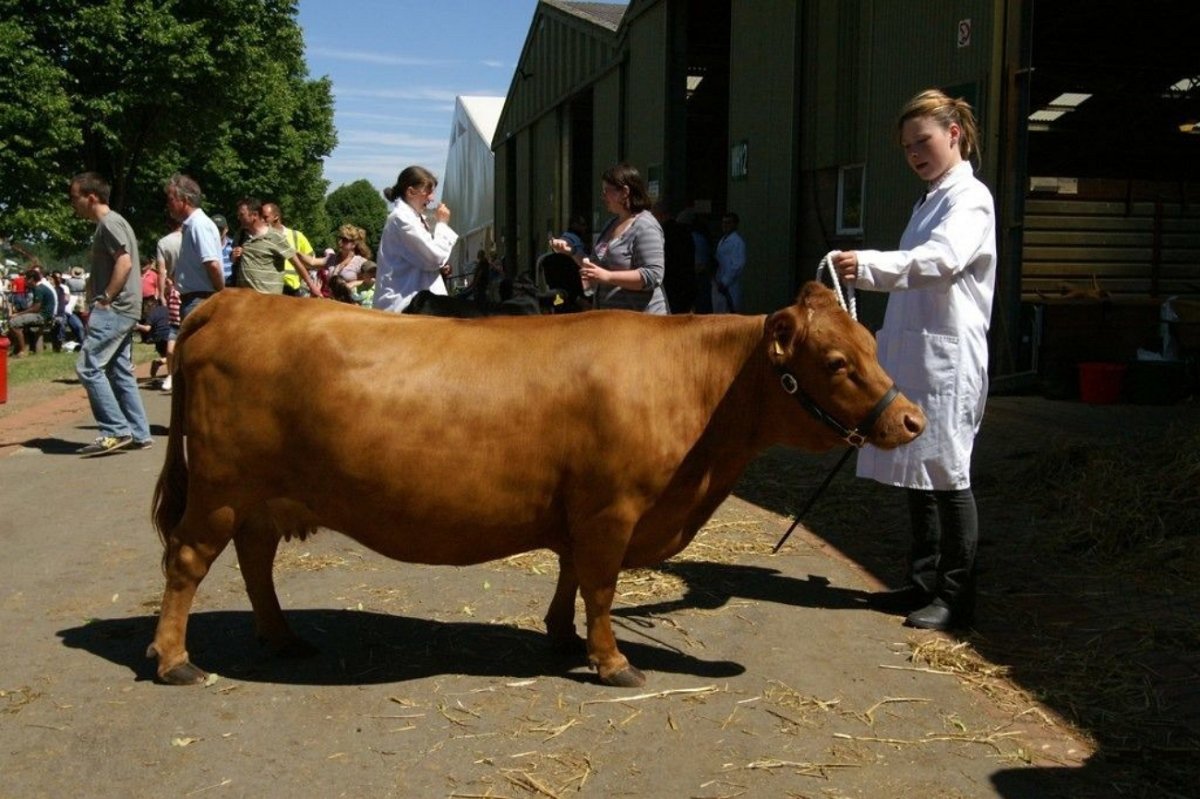 Плюшевая корова взрослая