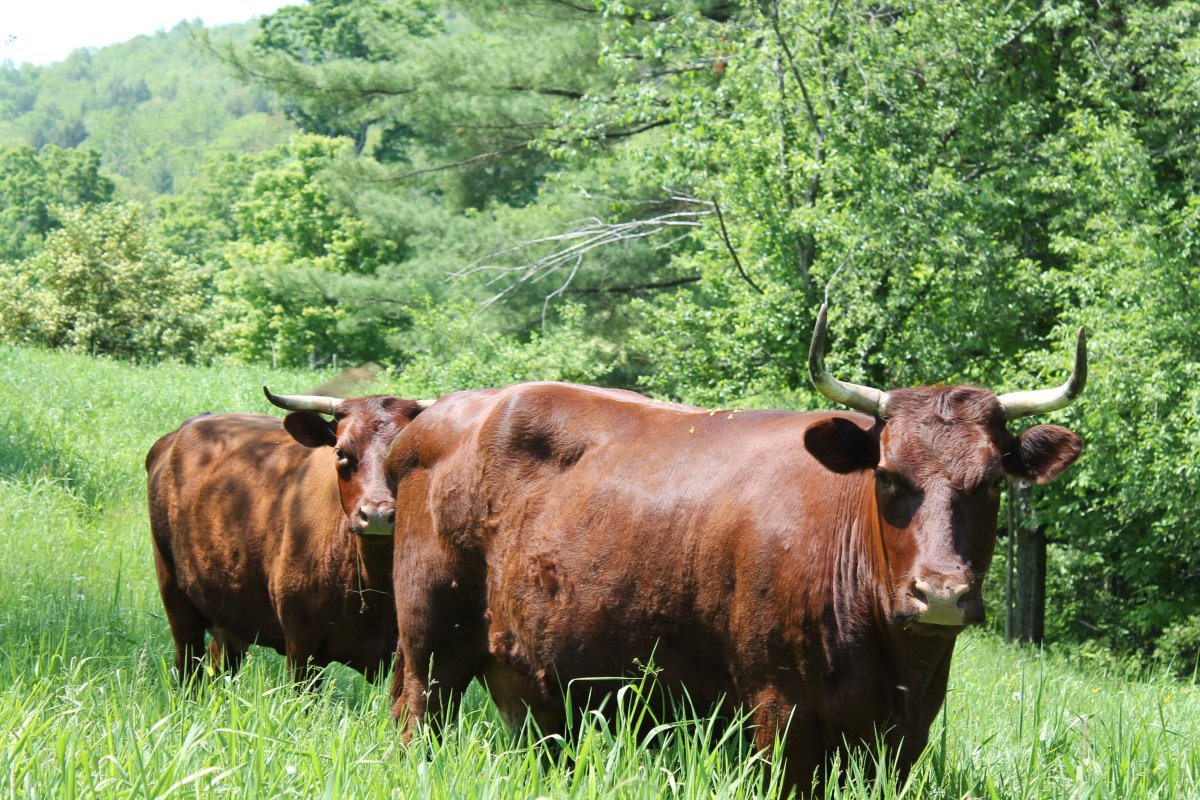 Мини коровы светло рыжие