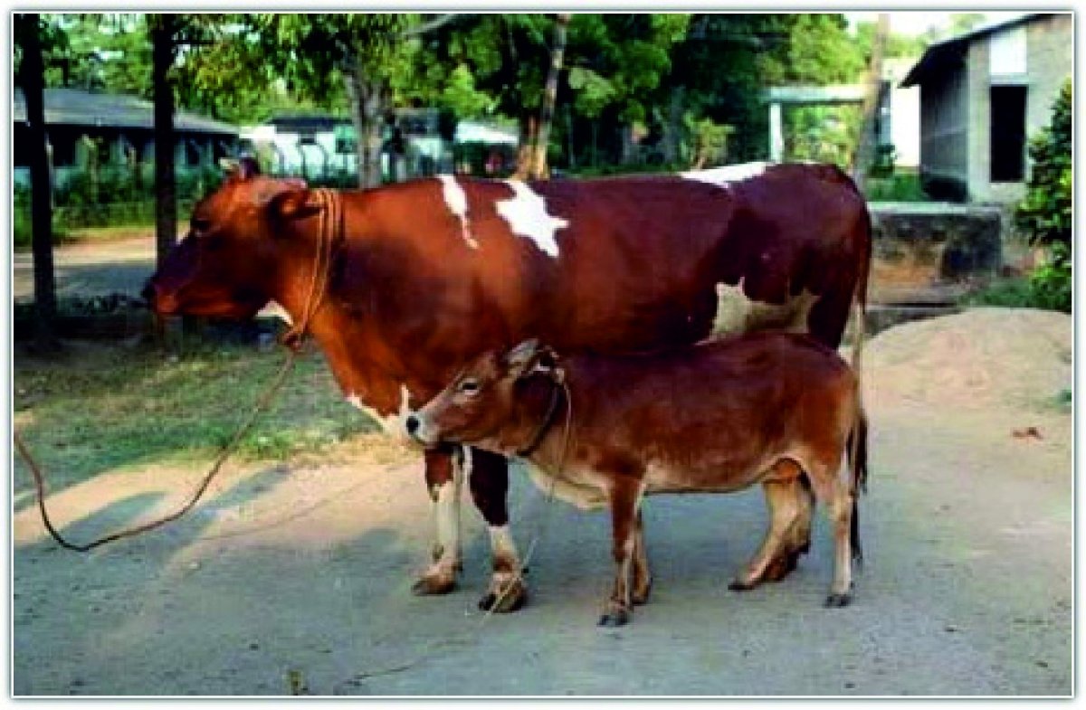 Карликовая корова зебу