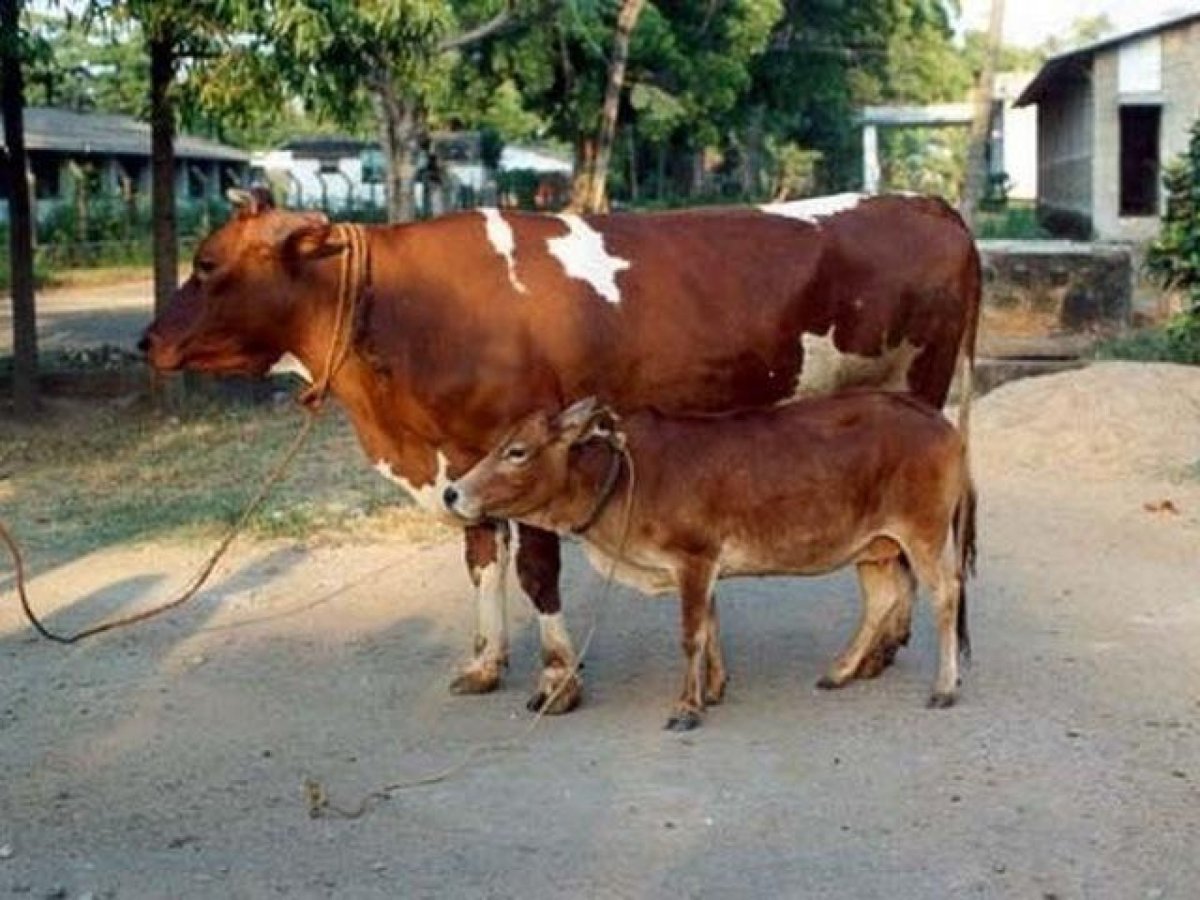 Брахман (порода зебу)