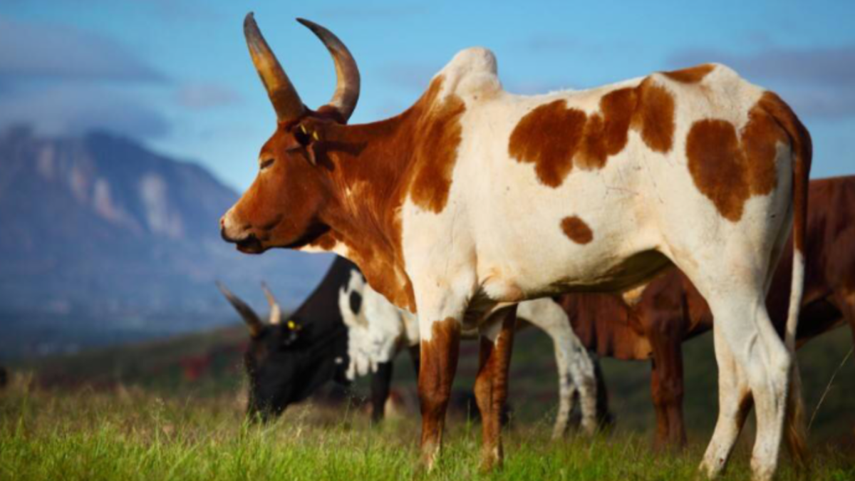 Шотландский высокогорный теленок