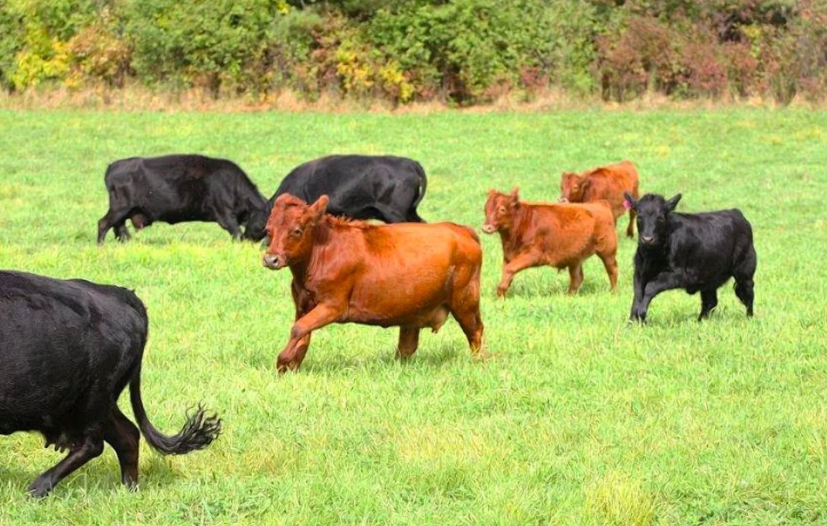 Хайленд бык теленок