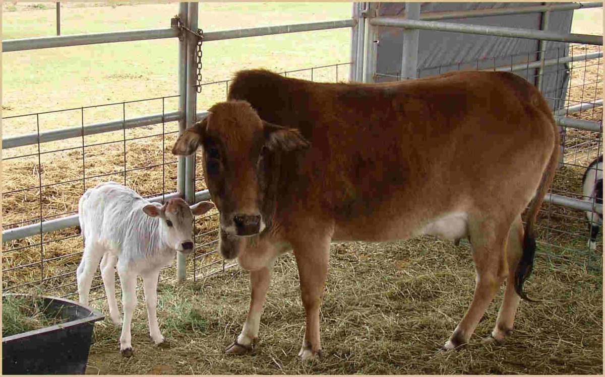 Миниатюрные коровы