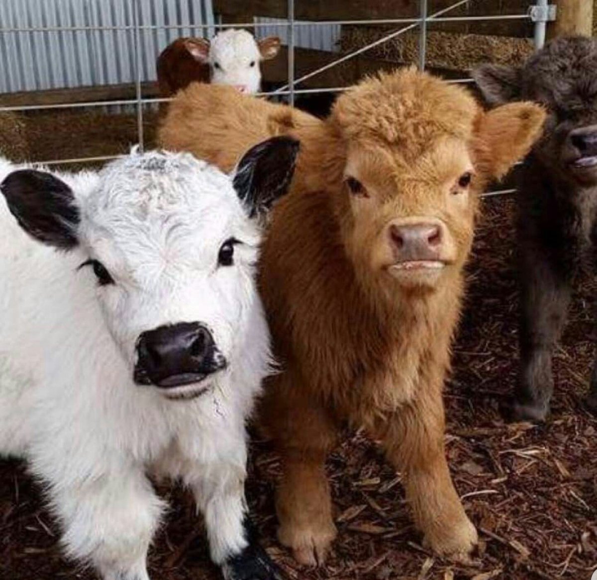 Порода Айова теленок