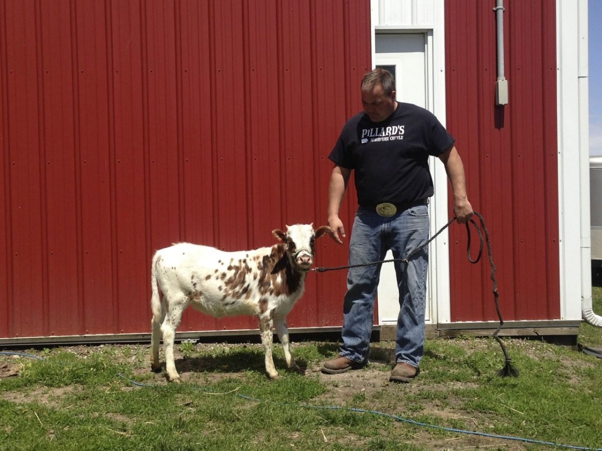 Порода Айова теленок