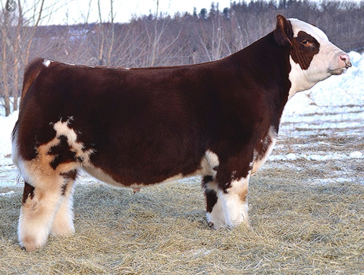 Мини корова Декстер