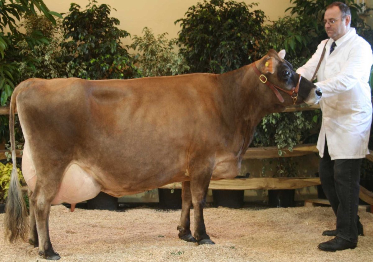 Мини корова