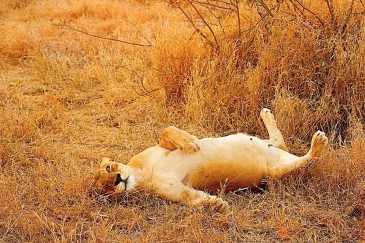 Беременные Дикие животные