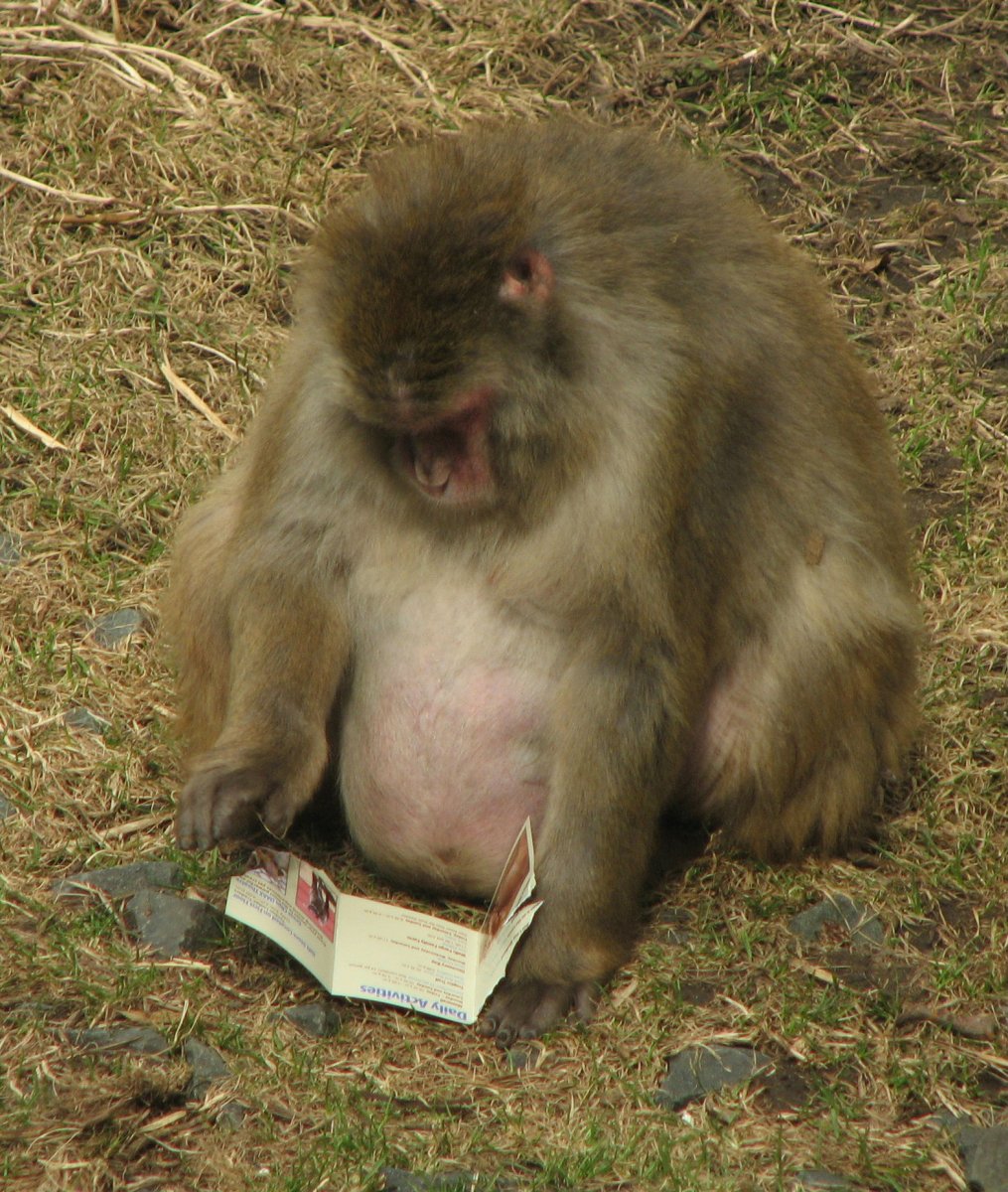 Беременная обезьяна