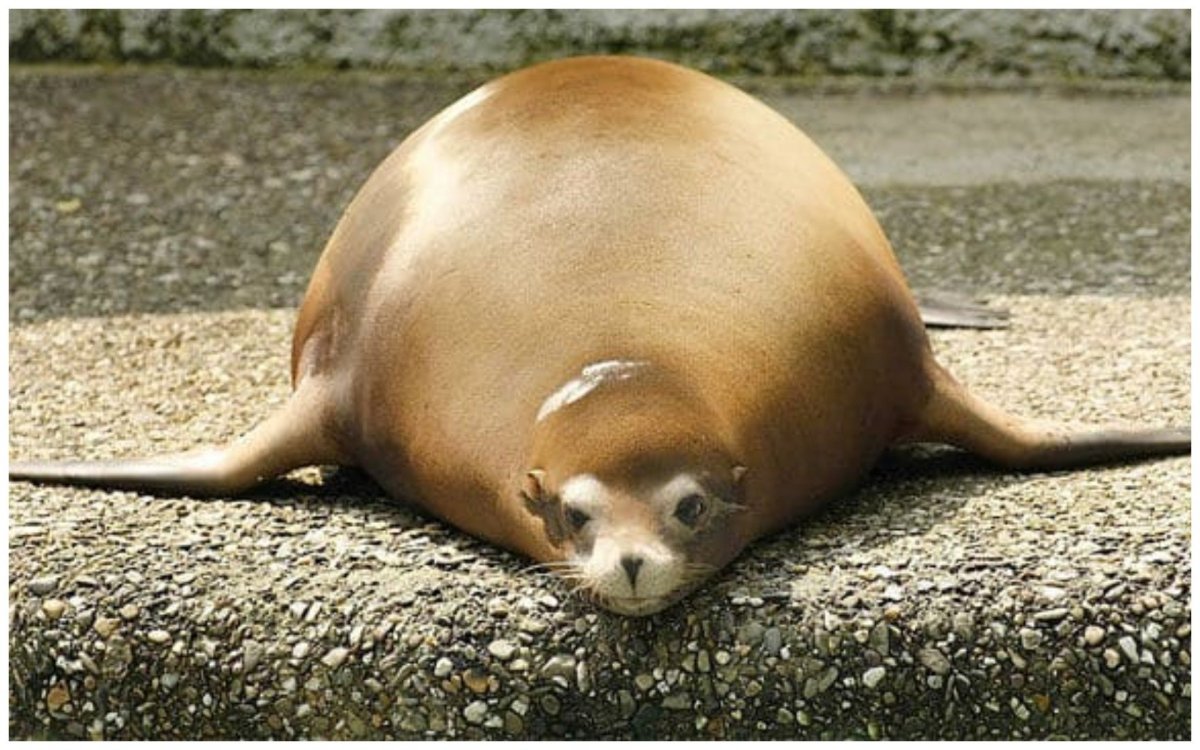 Смешные толстые животные