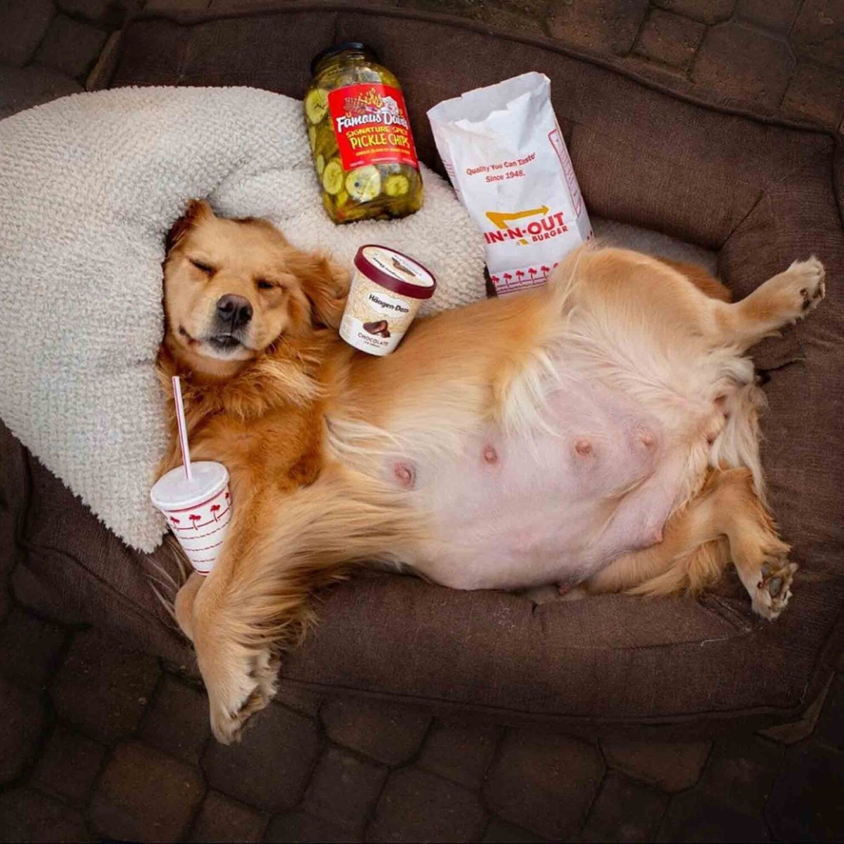 Беременность у животных