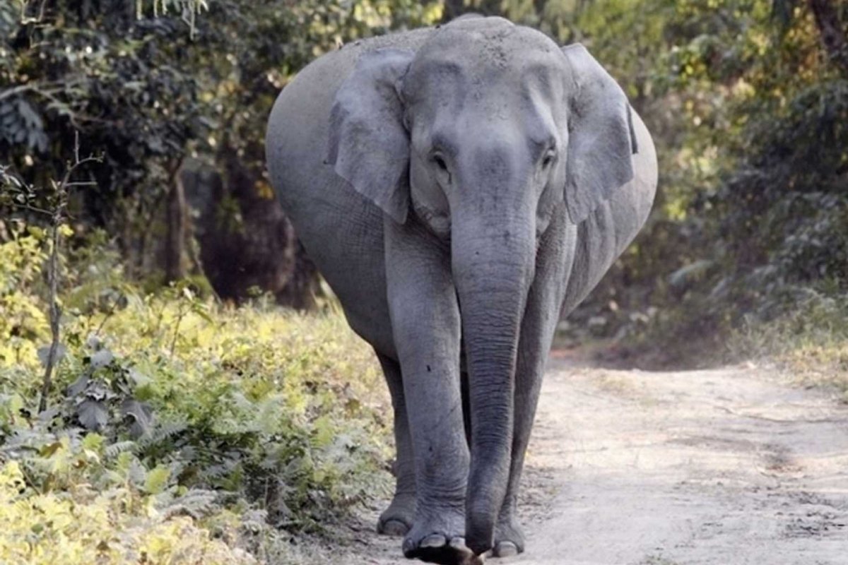 Беременные животные