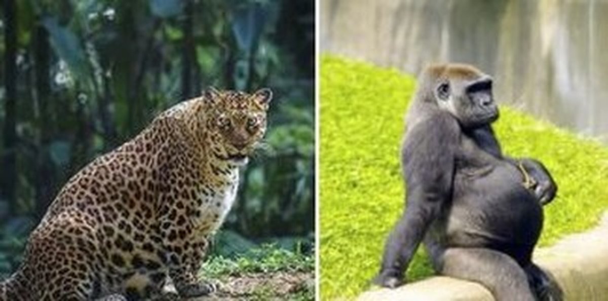 Животные из Виво