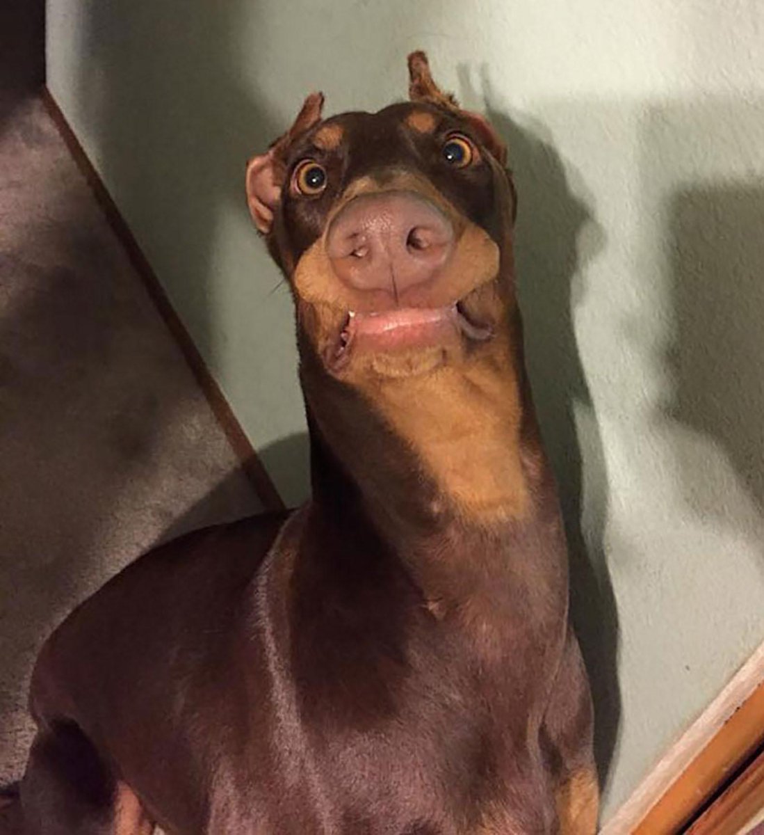 Смешная собака Упоротая