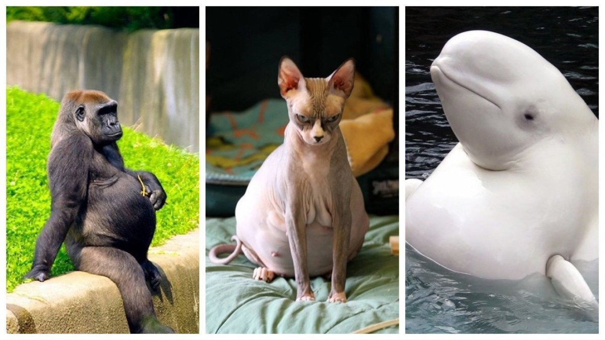 Беременные животные смешные