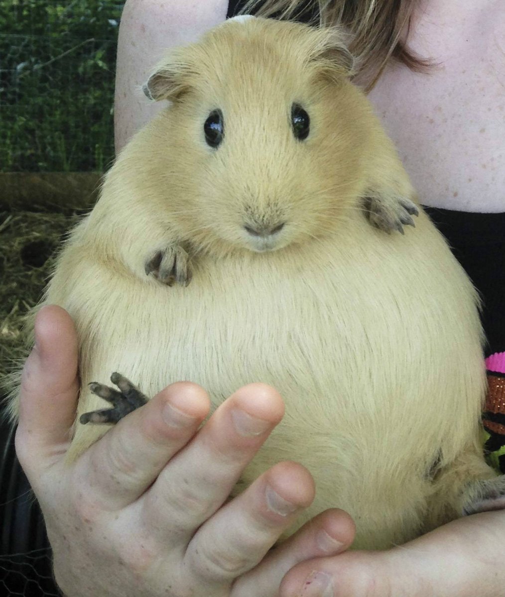 Большой хомяк