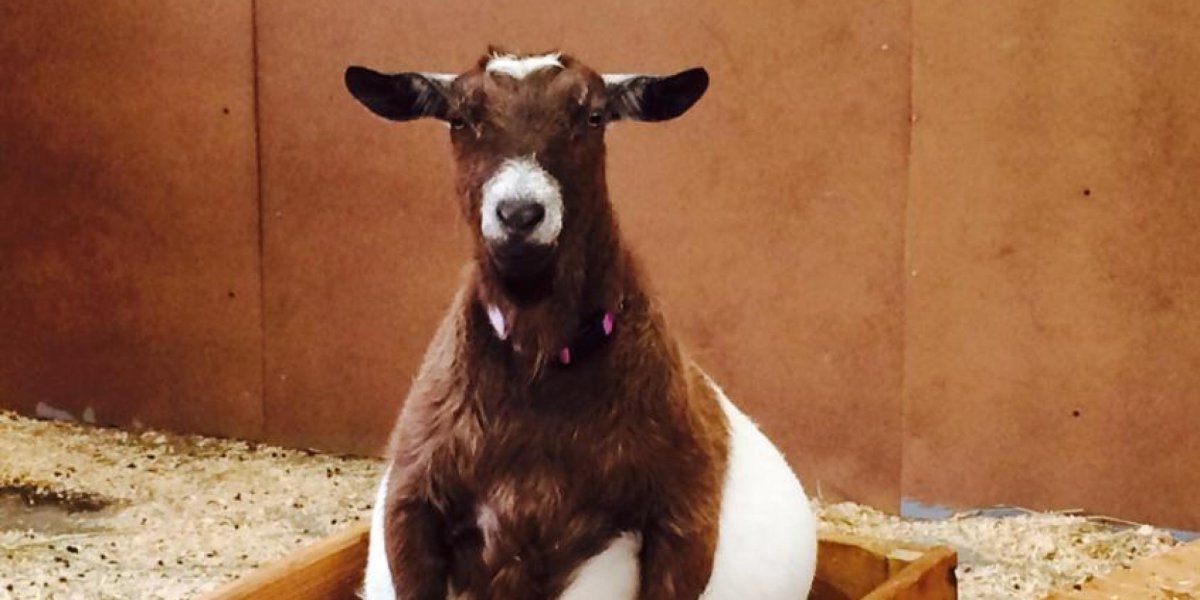 Беременные животные от мужика