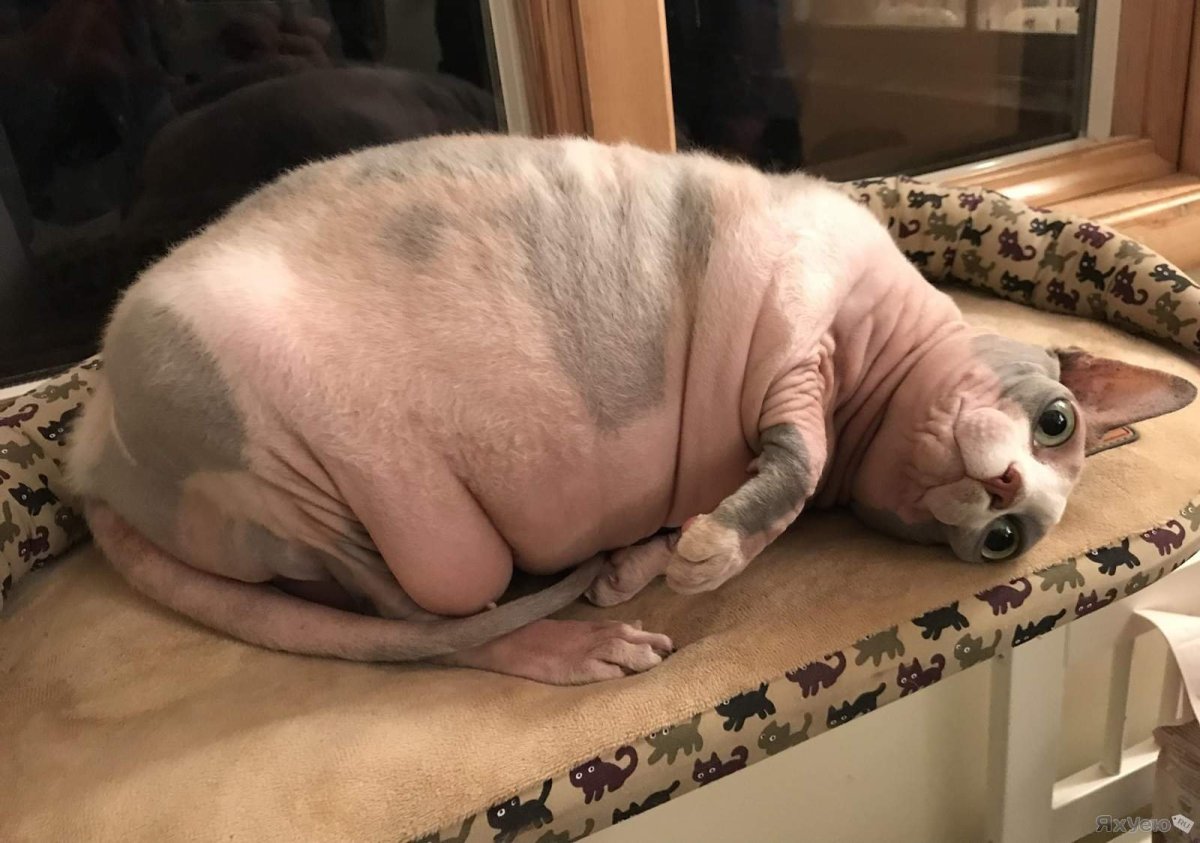 Лысый хищник прикол фото