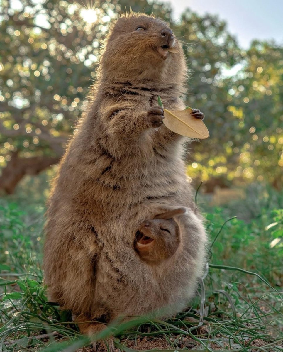 Радостная Квокка