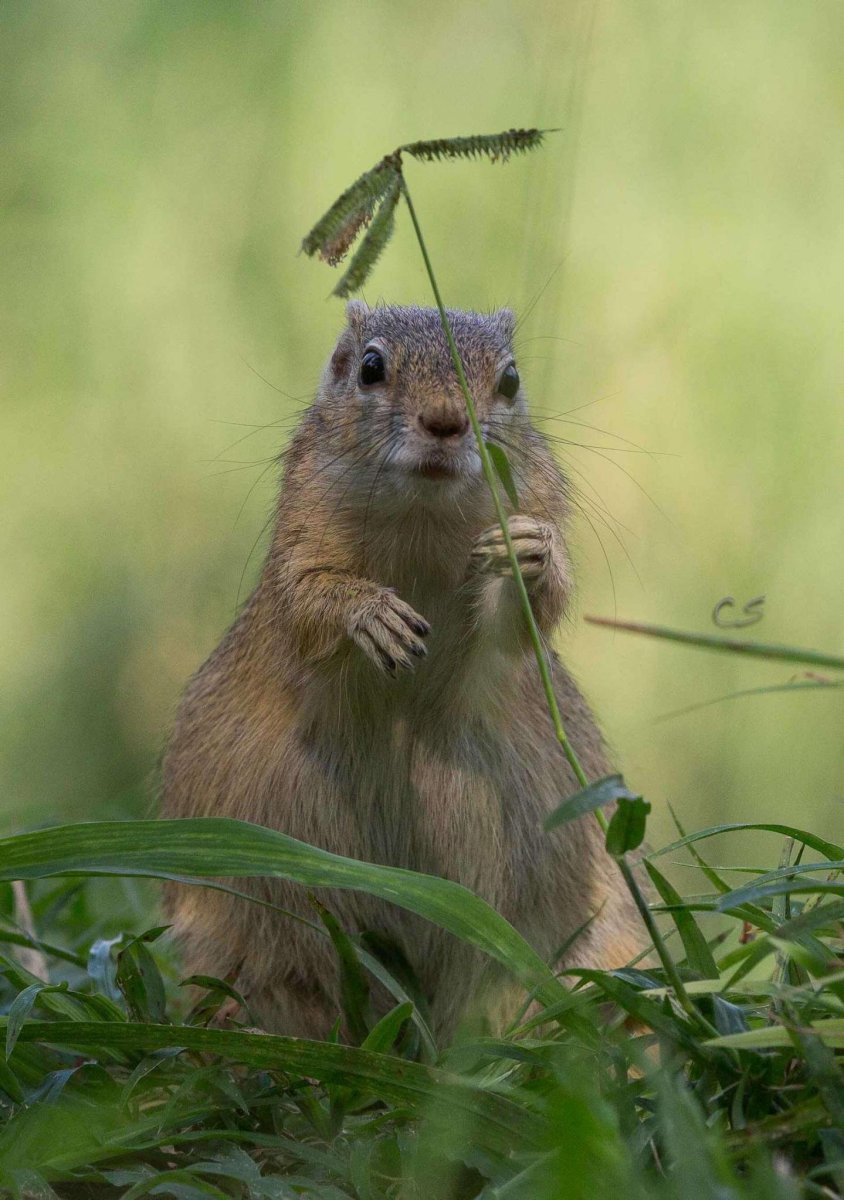 Белка возвращается